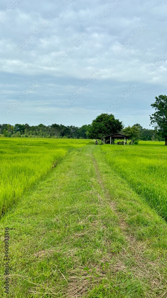 landscape with grass and sky landscape with grass and sky