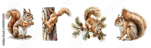 Watercolor squirrel set. Squirrels climbing the tree with head down eating nut sitting on the fir branch with cones. Forest animal with fluffy tail. Isolated watercolor vector clipart set