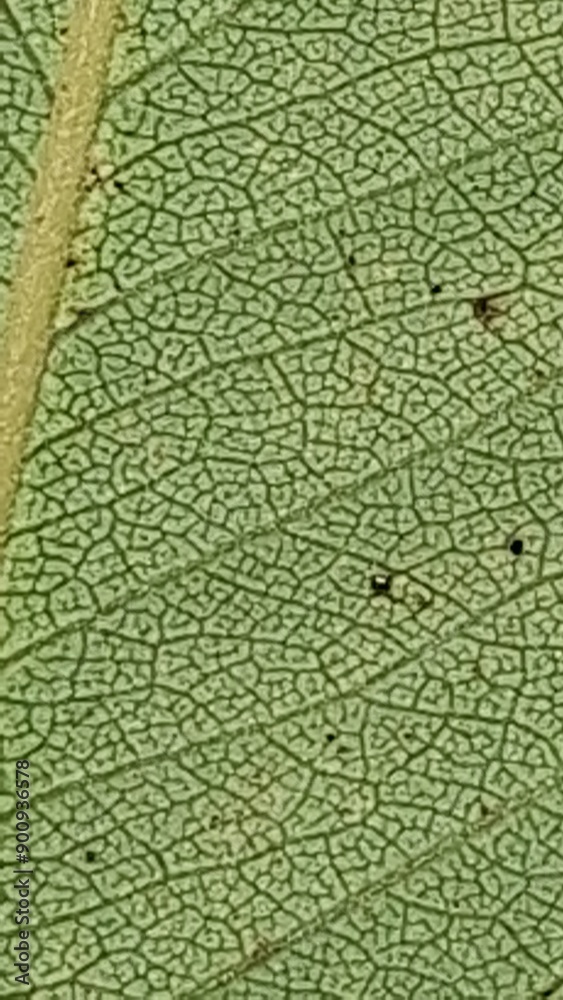 Obraz premium green texture