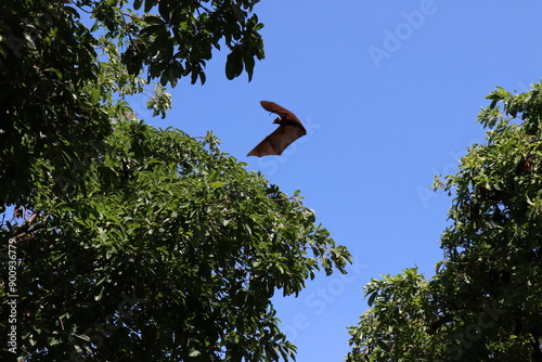 Hen bats live in nature. photo