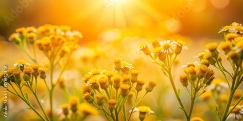 Close-up of groundsel flowers in bright sunlight, warm tones AI-Created Content, warm, groundsel, botanical photo