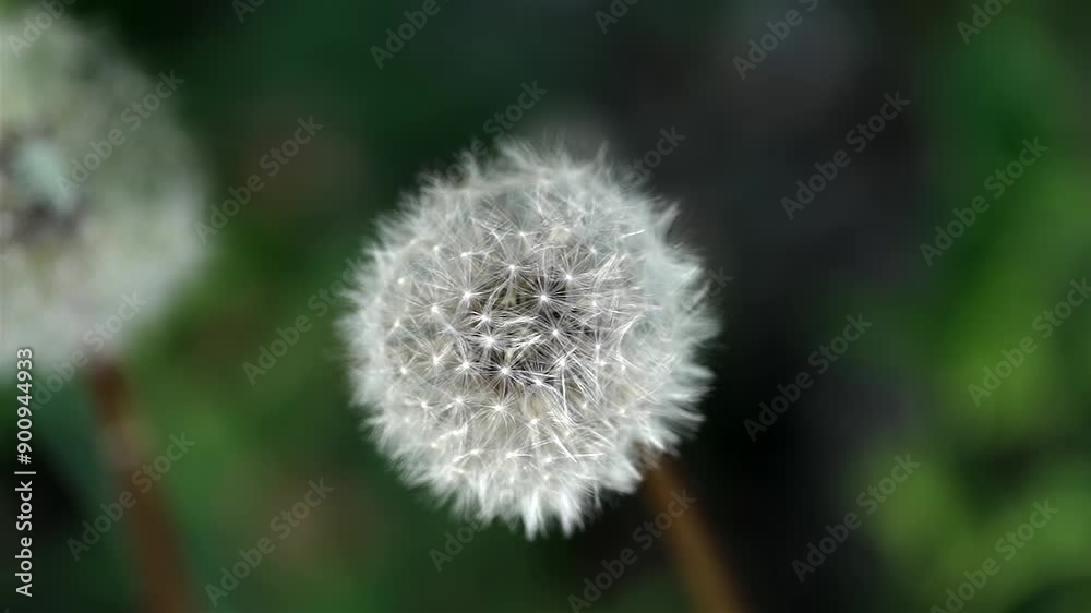 Macro slow-motion handheld shot of dandelion seed head. Delicate white seeds are in focus, ready to disperse, with another dandelion and green vegetation blurred background adding depth to the scene. Macro slow-motion handheld shot of dandelion seed head. Delicate white seeds are in focus, ready to disperse, with another dandelion and green vegetation blurred background adding depth to the scene.