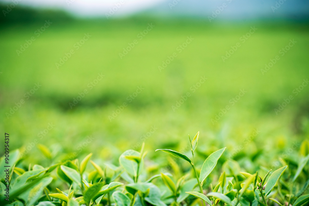 Green tea tree leaves field plant in camellia sinensis organic farm. Close up Tree tea plantations mountain green nature background in morning. Fresh young tender bud herbal Green tea tree in farm Green tea tree leaves field plant in camellia sinensis organic farm. Close up Tree tea plantations mountain green nature background in morning. Fresh young tender bud herbal Green tea tree in farm