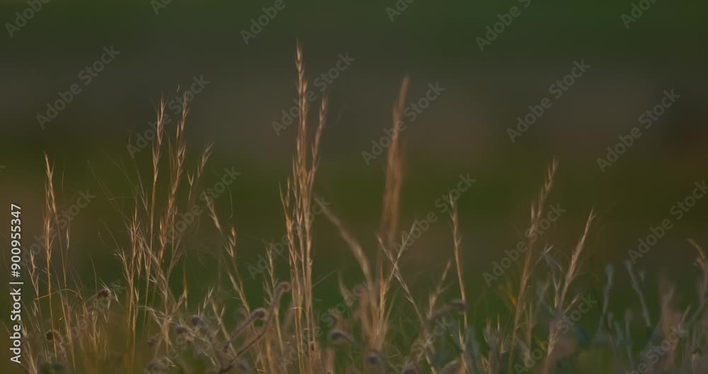 Burrowing Owl in Grassland Burrowing Owl in Grassland