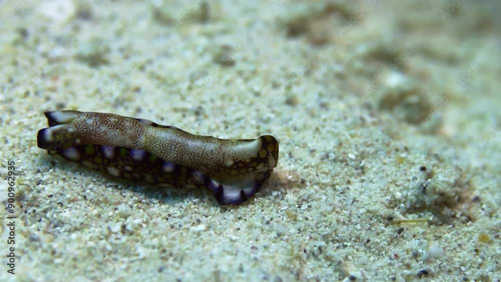 A beautiful sand-colored Tubulophilinopsis reticulata sea slug gently gliding on the sandy ocean floor. A beautiful sand-colored Tubulophilinopsis reticulata sea slug gently gliding on the sandy ocean floor.