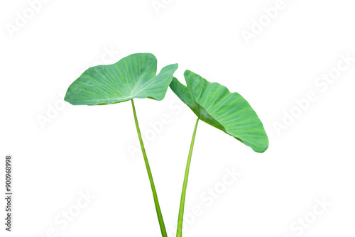 Green leaves of Elephant Ear Plant isolated on white background. Concept, botaincal plant. Herbaceous perennial plants with corm the same as taro roots below the ground.            photo