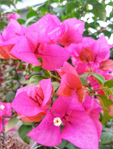 Bougainvillea X Buttiana Barbara Karst photo