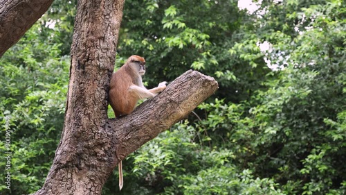 monkey watching from a tree