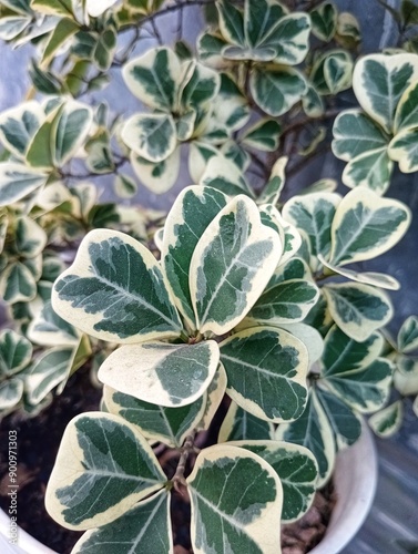 Ficus Triangularis (Pohon Beringin kupu kupu) photo