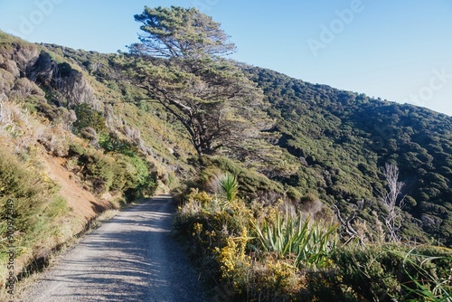 Trail and forest down to Anawhata, Piha, Auckland, New Zealand. photo