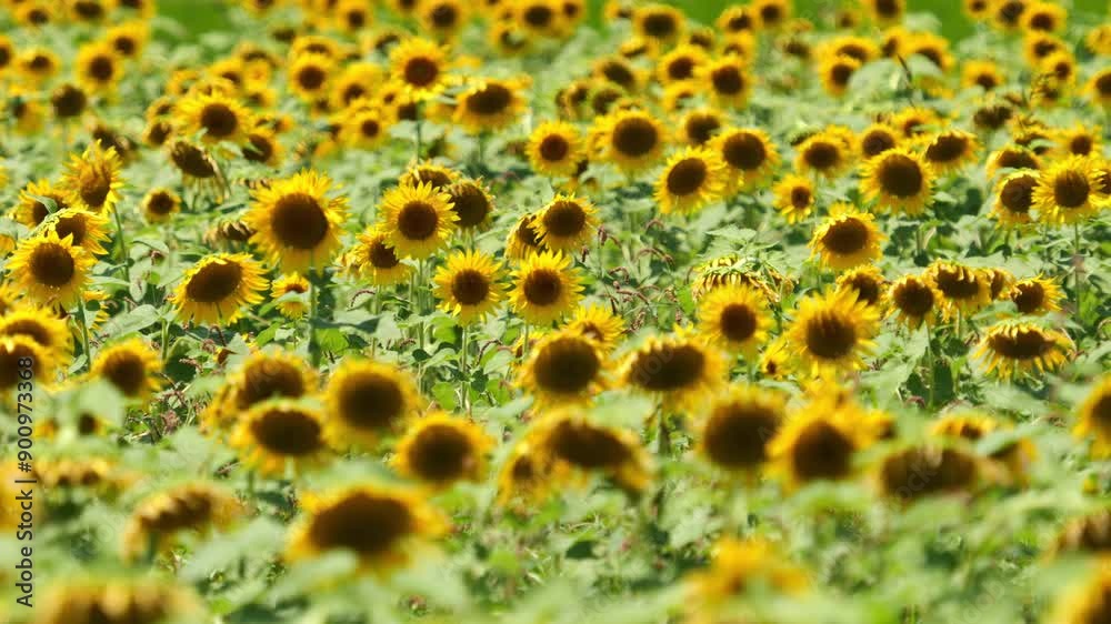 Dramatic view of yellow sunflowers swaying in wind in summer, Flower or nature, Nobody, 4K slow motion Dramatic view of yellow sunflowers swaying in wind in summer, Flower or nature, Nobody, 4K slow motion