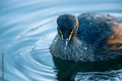 The Australasian grebe is a small waterbird common on fresh water lakes and rivers in greater Australia, New Zealand and on nearby Pacific islands. photo