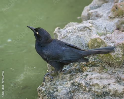 Quiscalus niger photo