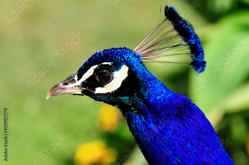 Blauer Pfau (Pavo cristatus), Portrait, captive photo