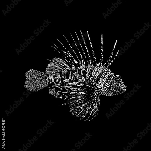 Lionfish hand drawing vector isolated on black background.
