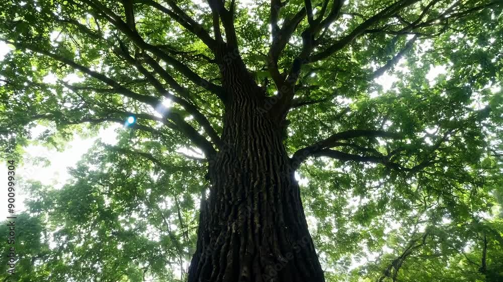 Majestic Growth: Timelapse of a Big Tree Over Time Majestic Growth: Timelapse of a Big Tree Over Time