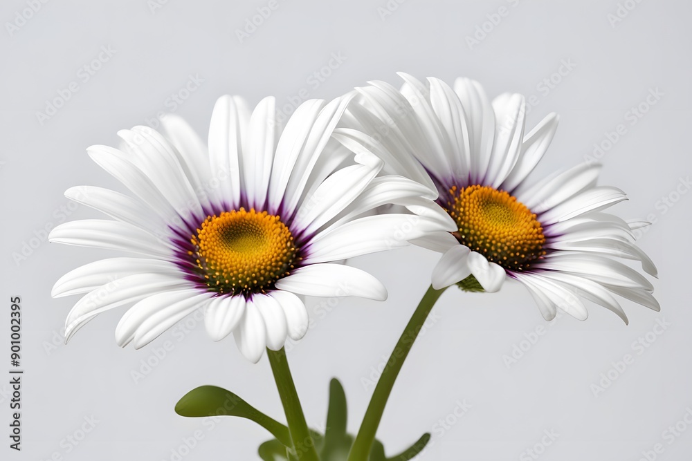 Fototapeta premium African daisy flower white background, AI Generated