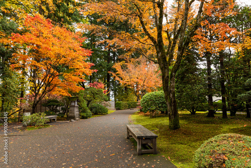 Beautiful vibrant fall colors in the colorful forest of Portland Japanese Garden in Oregon, USA photo