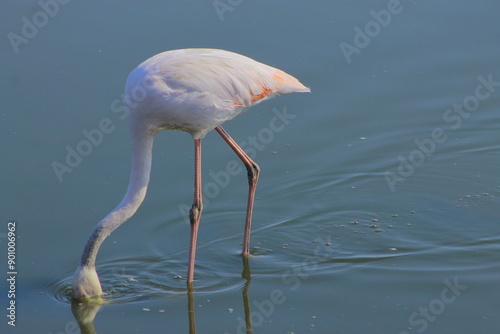 Graceful pink flamingo looking for food