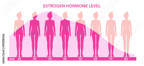 Estrogen hormone level graphic diagram with women body silhouette. Hormone level and age data vector illustration.