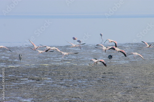 A flock of pink flamingos flew to the lagoon to rest and eat