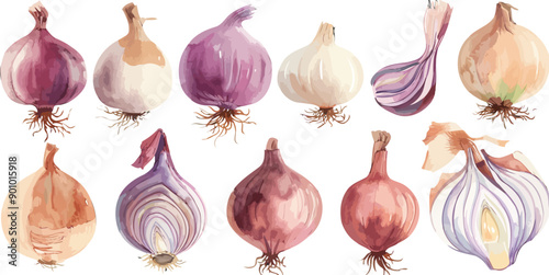 Hand-Painted Watercolor Pattern of Onions, Detailed Food Illustration for Culinary Design, Recipe Books, and Kitchen Decor