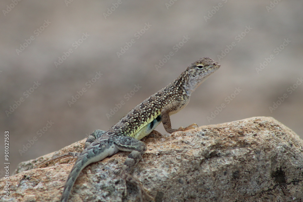 Western earless lizard on a stone with visible blue spots. Western earless lizard on a stone with visible blue spots.