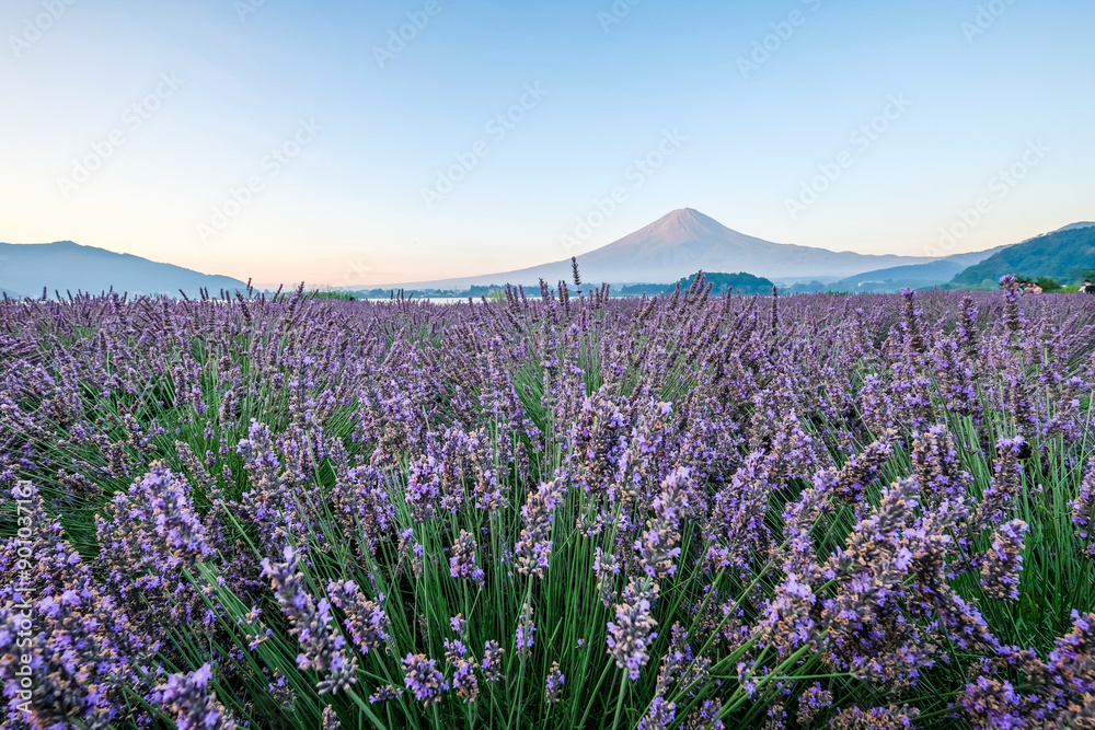 Naklejka premium 河口湖とラベンダー畑と富士山