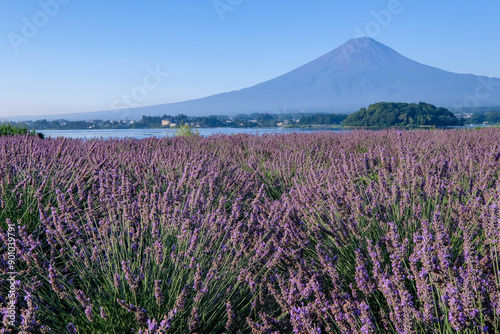 河口湖とラベンダー畑と富士山