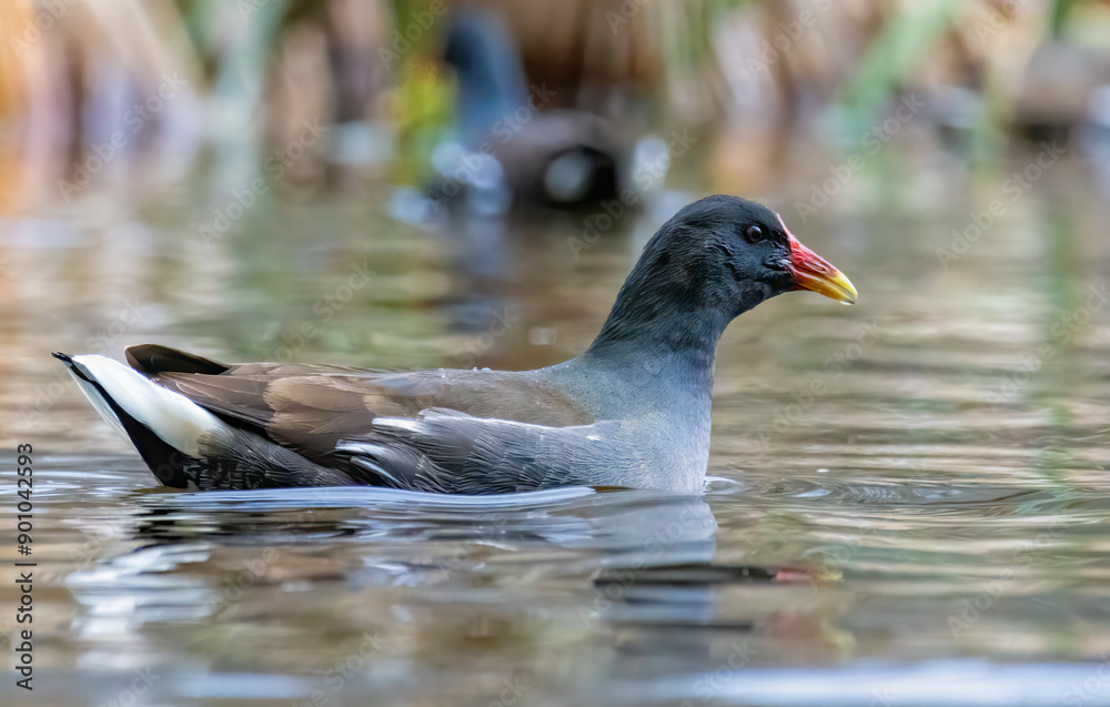 Water Hen (Common Moorhen) in natural habitat Water Hen (Common Moorhen) in natural habitat