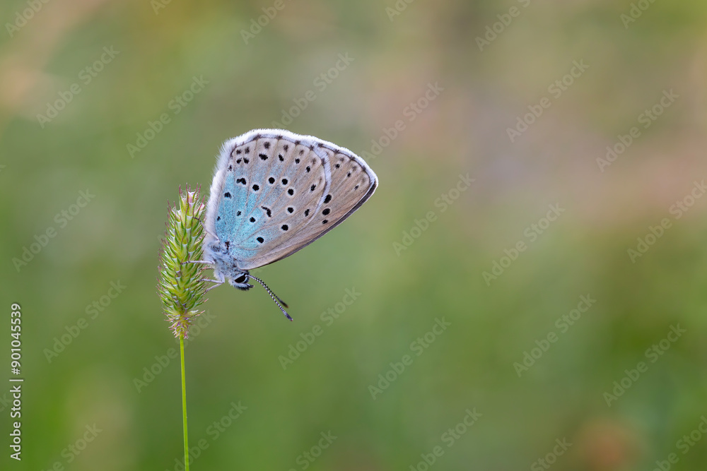 blue butterfly on grass, Large Blue, Phengaris arion