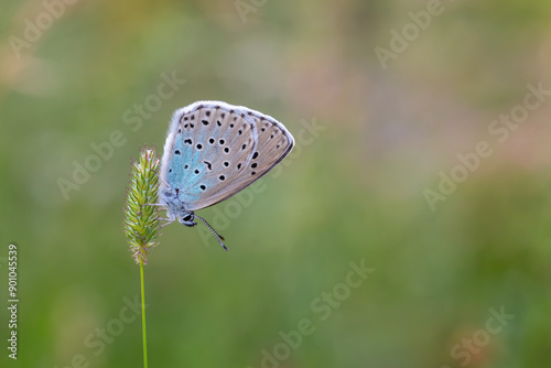 Obraz na płótnie blue butterfly on grass, Large Blue, Phengaris arion w salonie