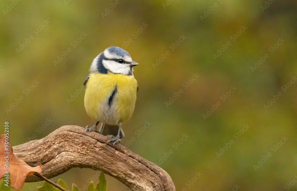Blue tit drink water and sitting on branch Blue tit drink water and sitting on branch