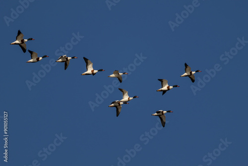 Common Shelduck (Tadorna tadorna) in flight