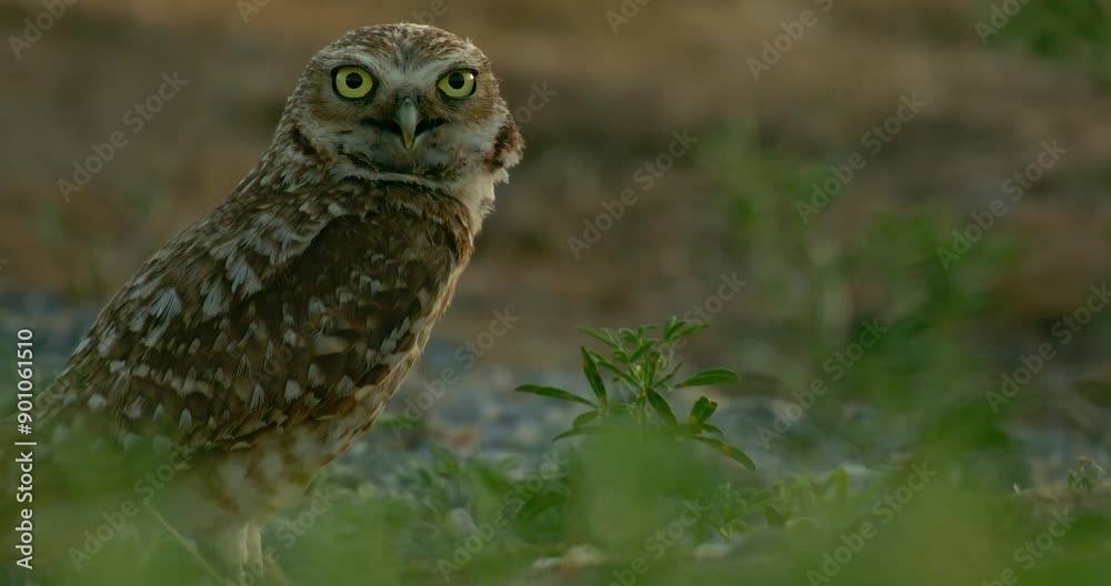 Burrowing Owl in Grassland Burrowing Owl in Grassland
