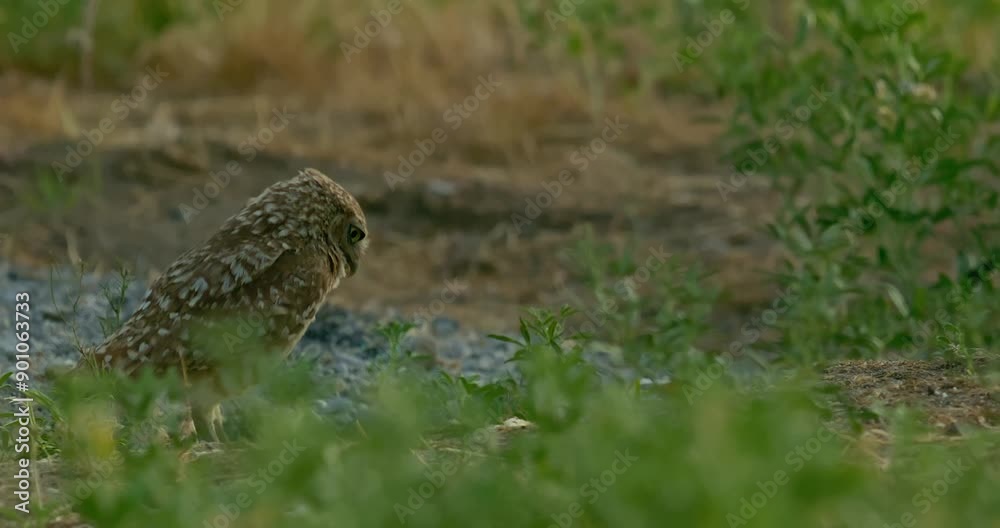Burrowing Owl in Grassland Burrowing Owl in Grassland