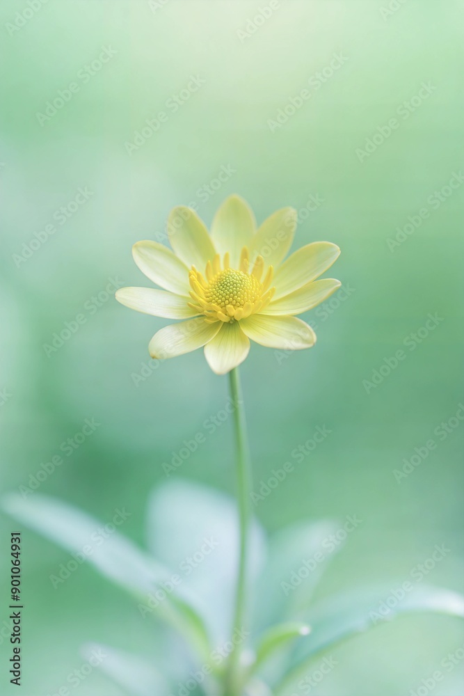 flower wallpaper background flower wallpaper background
