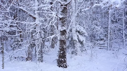 a panorama of a winter forest. It's windy. A lot of snow