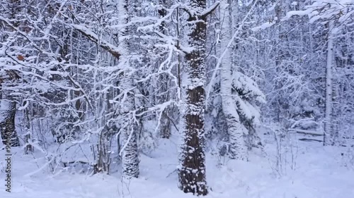 a panorama of a winter forest. It's windy. A lot of snow