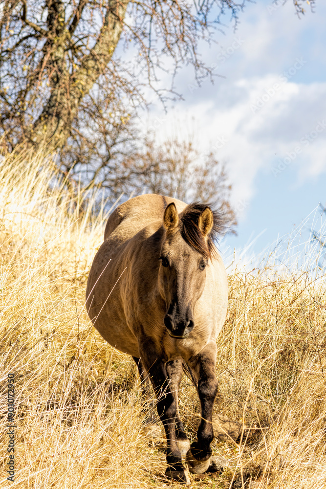 Semi wild horses (Tarpans) reintroduced in Bulgaria Semi wild horses (Tarpans) reintroduced in Bulgaria