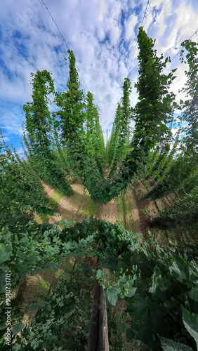 A wide angle view to the Bavarian Hops Garden with the cones who hold the hops up in the air photo