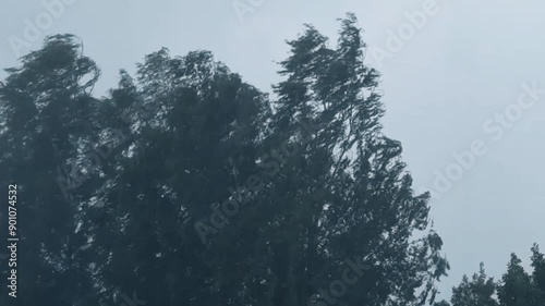 High winds, rain. Trees are breaking in the wind.