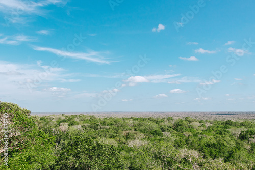 tropical forest in Calakmul, Campeche. 