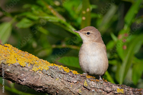 Blyth's reed warbler (Acrocephalus dumetorum) is an Old World warbler in the genus Acrocephalus photo