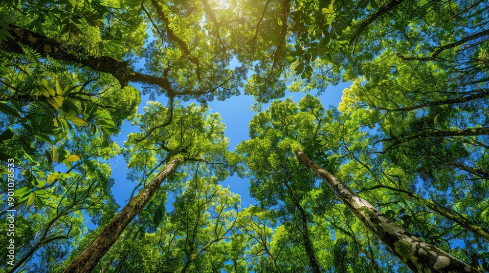 Lush green forest canopy under a clear blue sky Lush green forest canopy under a clear blue sky