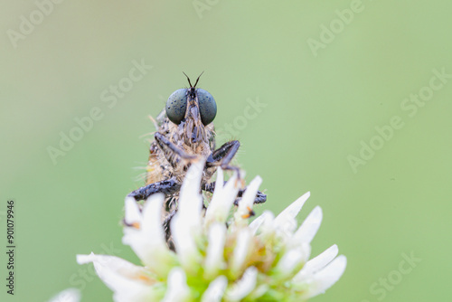 Predatory fly ktyr hunts on a leaf of a plant. photo