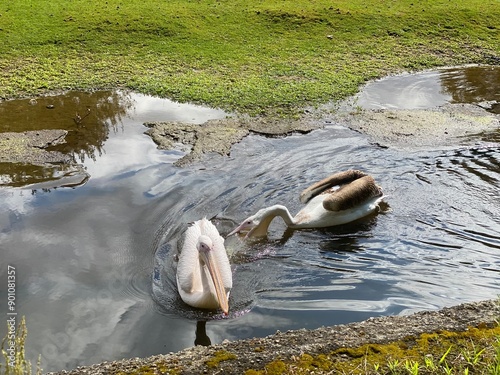 ente, pelikan, wasservogel, vogel, zoo, tierpark, see, ufer, fluss, tümpel, einheimisch, exotisch,  photo