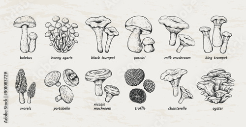 Vintage mushrooms. Truffle, oyster sketch, morel and portobello food fungus, black king porcini and champignon. Sketch style isolated design elements. Vector engraving labels vegetables set