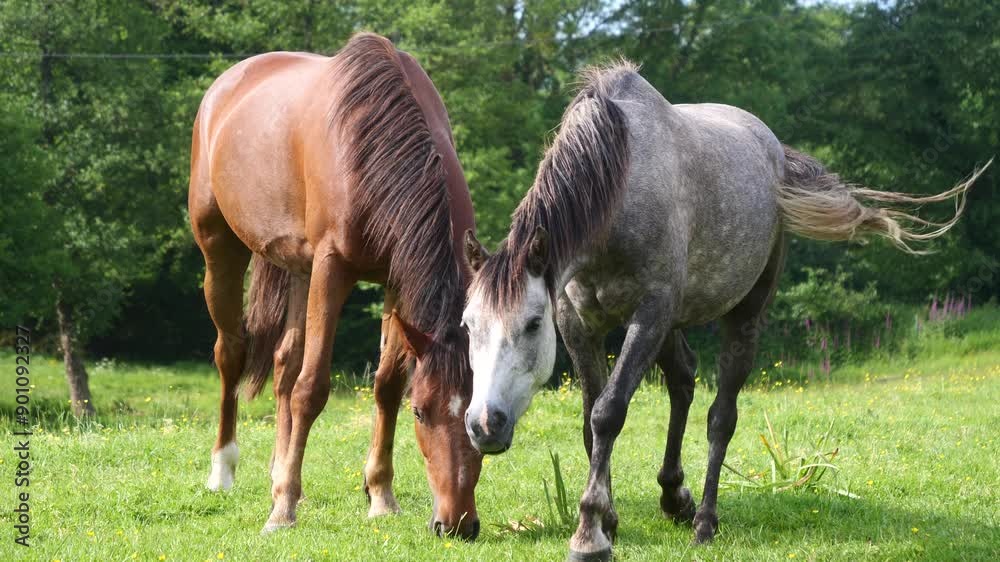 two horses grazing in the meadow two horses grazing in the meadow