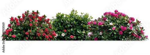 Different types of rhodendron bushes in front of white background, bright pink and red flowers, green leaves